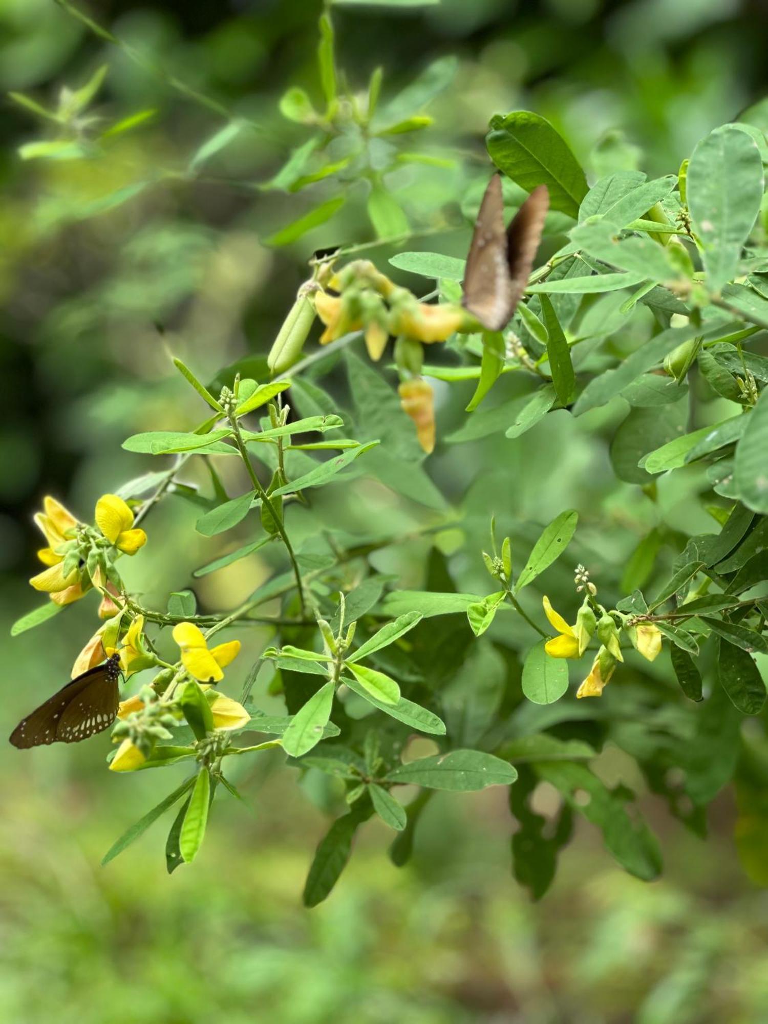 Sigiri Hibiscus Villa Sigiriya Buitenkant foto
