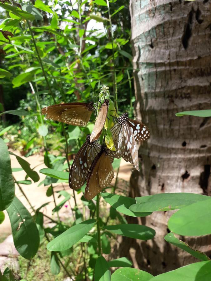 Sigiri Hibiscus Villa Sigiriya Buitenkant foto